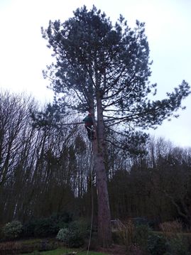 Florian David Garten- & Landschaftsbau Baum