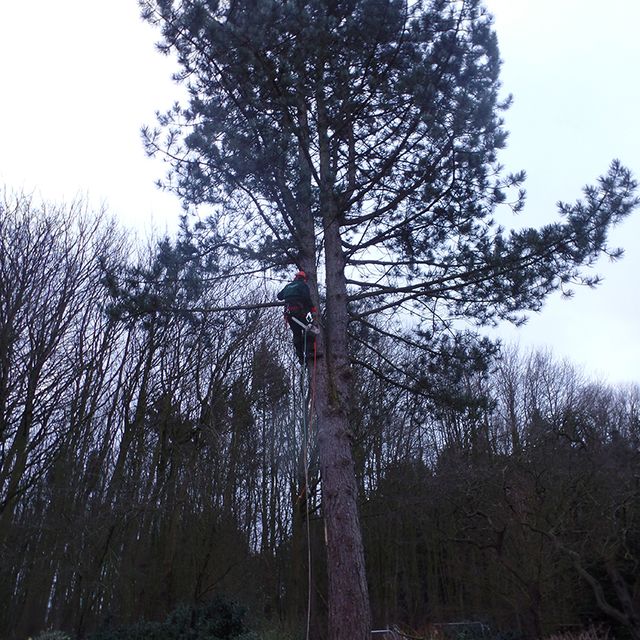 Florian David Garten- & Landschaftsbau Baum